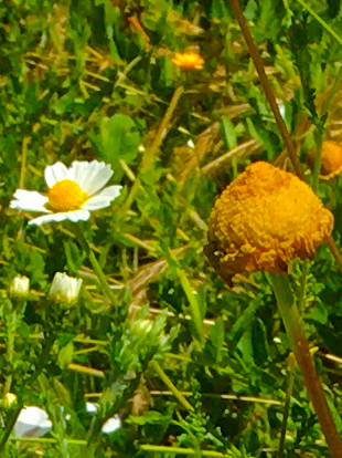 camomile